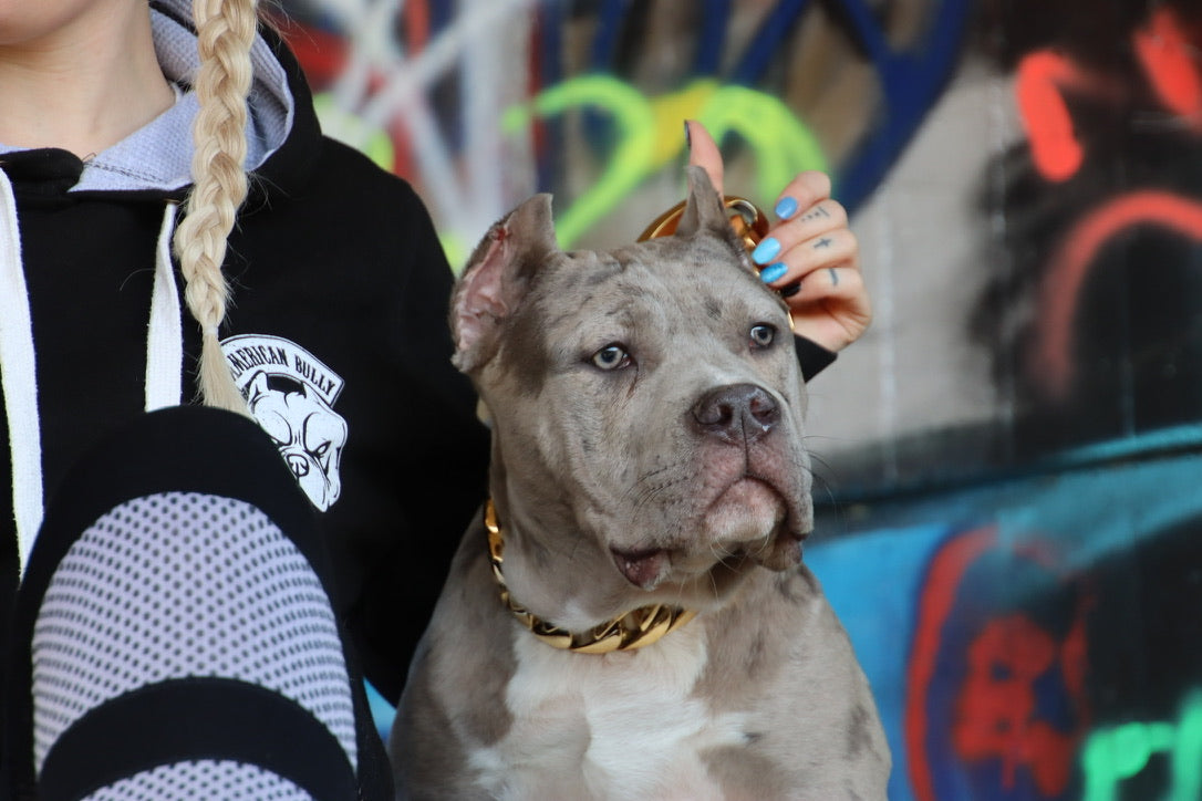 TRUST YOUR BLOOD HOODIE AMERICAN BULLY POCKET